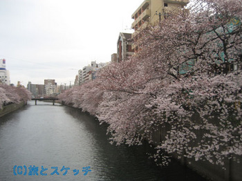 110408大岡川の桜.jpg