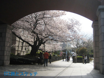 110412桜.jpg