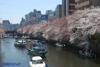 120408大岡川の桜.jpg
