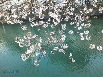 150330大岡川の桜.jpg